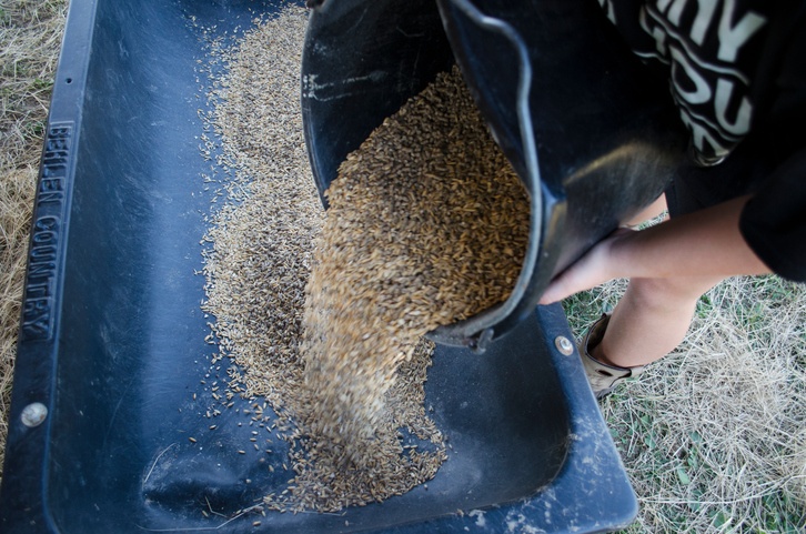 GMO Element in Animal Feed.jpg